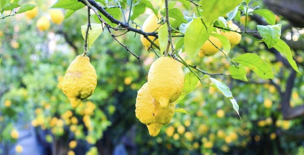 Tipos De Abono Para Frutales Agroptima