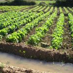 Ayuda para agricultura ecologica