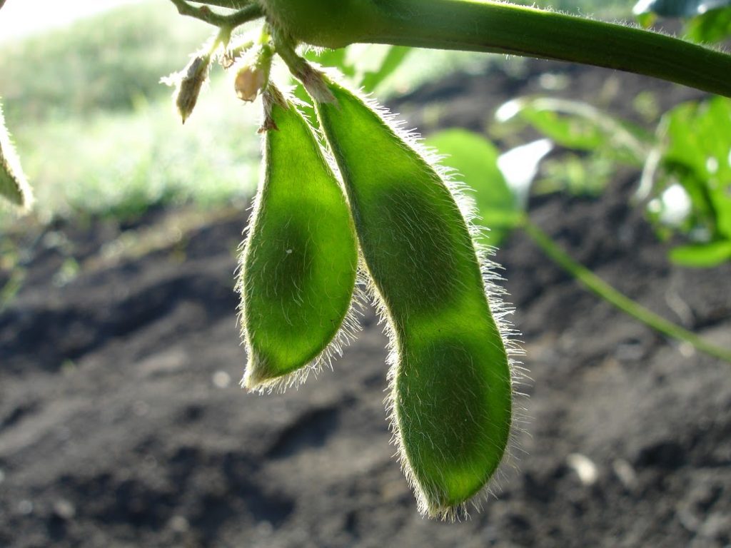el cultivo de soja es una de las semillas sagradas