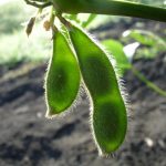 Cultivo de soja: los secretos de la semilla sagrada