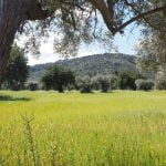 fitosanitarios para olivo