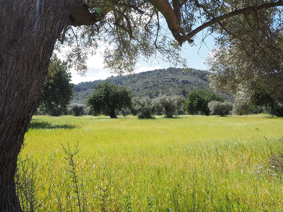 Productos fitosanitarios para olivo
