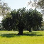 Tratamientos fitosanitarios del olivo