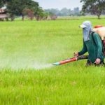 Tratamientos fitosanitarios preemergencia o postemergencia del cultivo para controlar malas hierbas