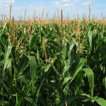 ¿Cómo es el cultivo de maíz?