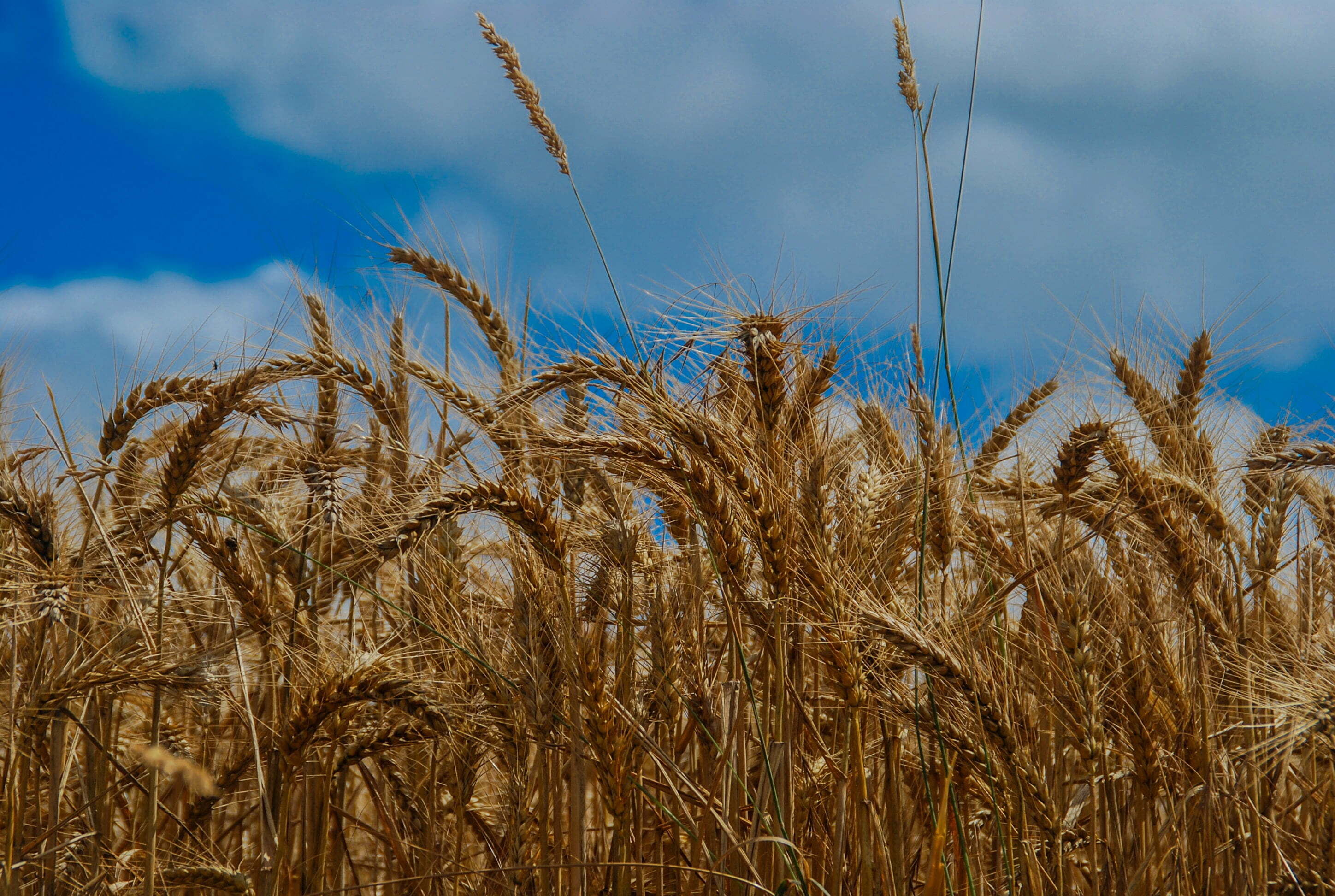 Хлеба зерновые культуры. Пшеница. Урожай хлеба. Солома злаковых культур. Фото урожая хлеба.