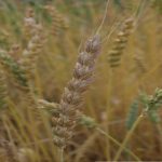 Todo lo que necesitas saber sobre el trigo chamorro