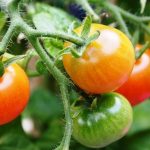 Todo lo que debes saber sobre las plagas del tomate