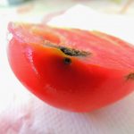 ¿Qué es la oruga del tomate?