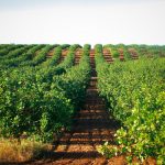 El cultivo del pistacho: todo lo que debes saber