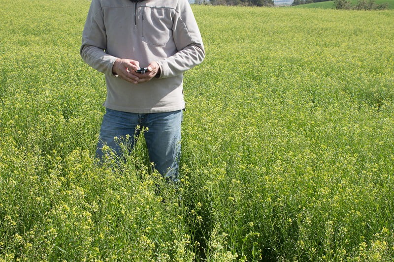 El cultivo de la camelina