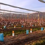 Sistemas de control de heladas para plantaciones frutales