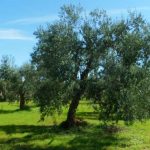 Fer agricultura ecològica a Catalunya: el CCPAE