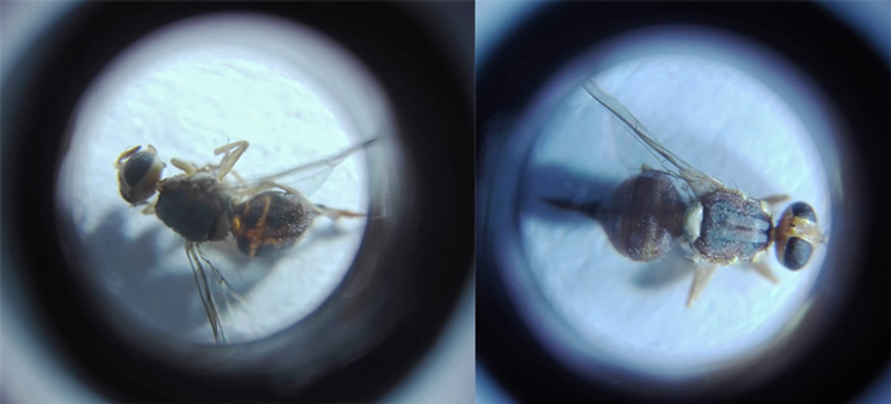 mosca-del-olivo mosca-del-olivo
