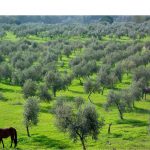 Cómo transformar una plantación de olivo tradicional a olivo ecológico?