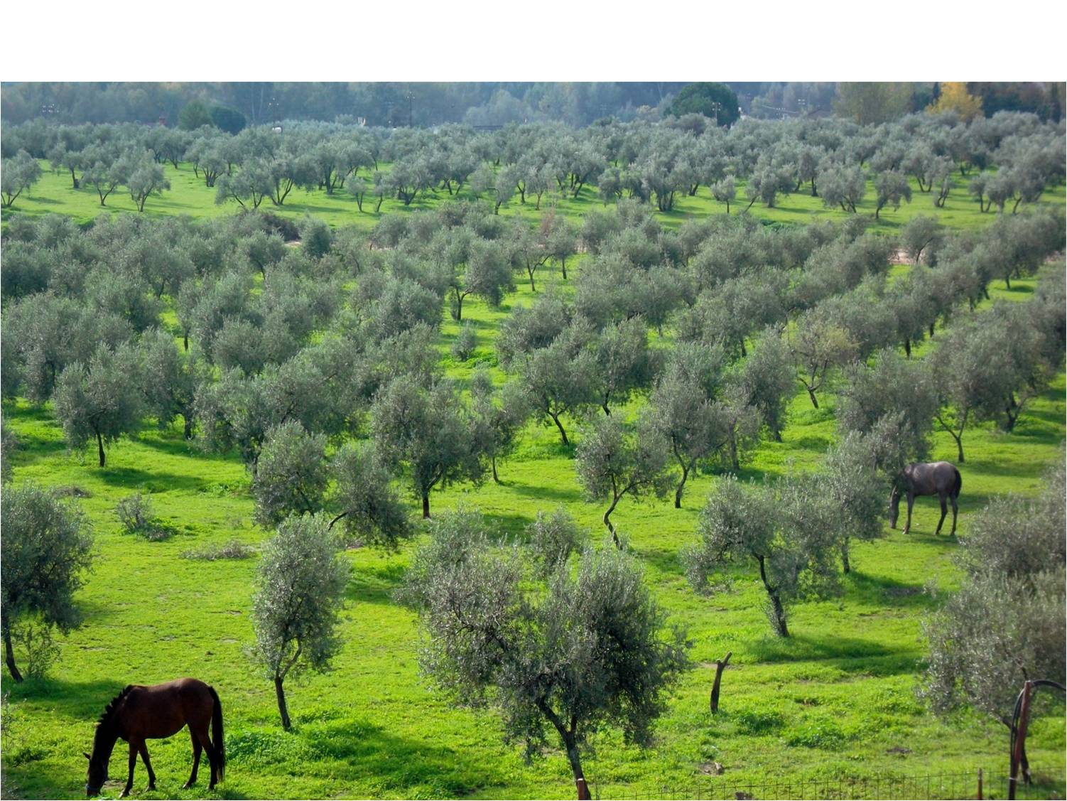 C Mo Transformar Una Plantaci N De Olivo Tradicional A Olivo Ecol Gico