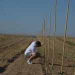 Estrategias para planificar con éxito una plantación de olivar superintensivo