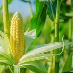 La culture du maïs
