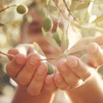 Engrais foliaire pour olivier: comment et quand l’utiliser?