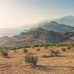 El riego del olivo: ¿cómo afecta a la producción?