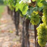Ayudas específicas para el viñedo en Castilla y León 2020