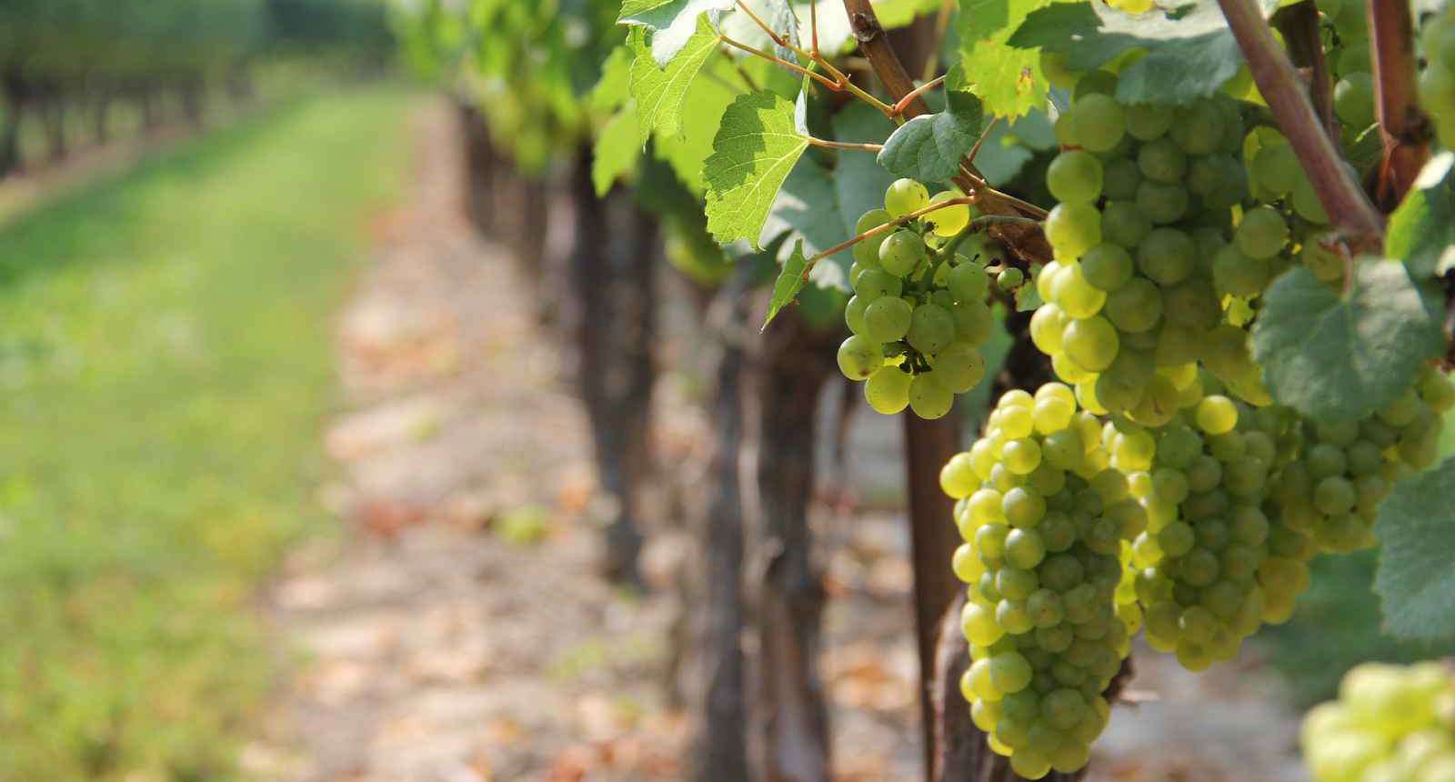 Ayudas específicas para el viñedo en Castilla y León 2020