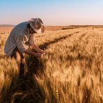 Producción de trigo en España por provincias y en el extranjero