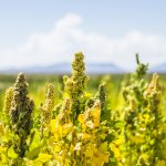 ¿Es rentable el cultivo de quinoa en España?