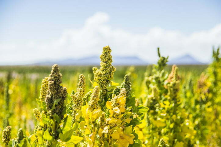 cultivo de quinoa en España
