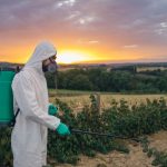 Herbicida sistémico: qué es, para qué sirve y cómo emplearlo