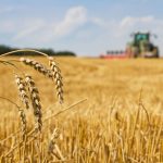 Variedades de trigo más productivas: cómo compararlas