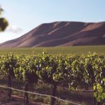 Costes de producción en viñedos: claves para su control