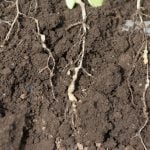 Qué nematodos del suelo afectan al cereal de invierno