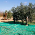 Vareadores de olivos: elige el que mejor se adapte a tu explotación