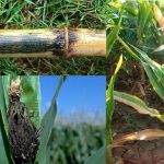 4 maladies du maïs qui peuvent gâcher une récolte