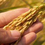 5 enfermedades del trigo que debes conocer