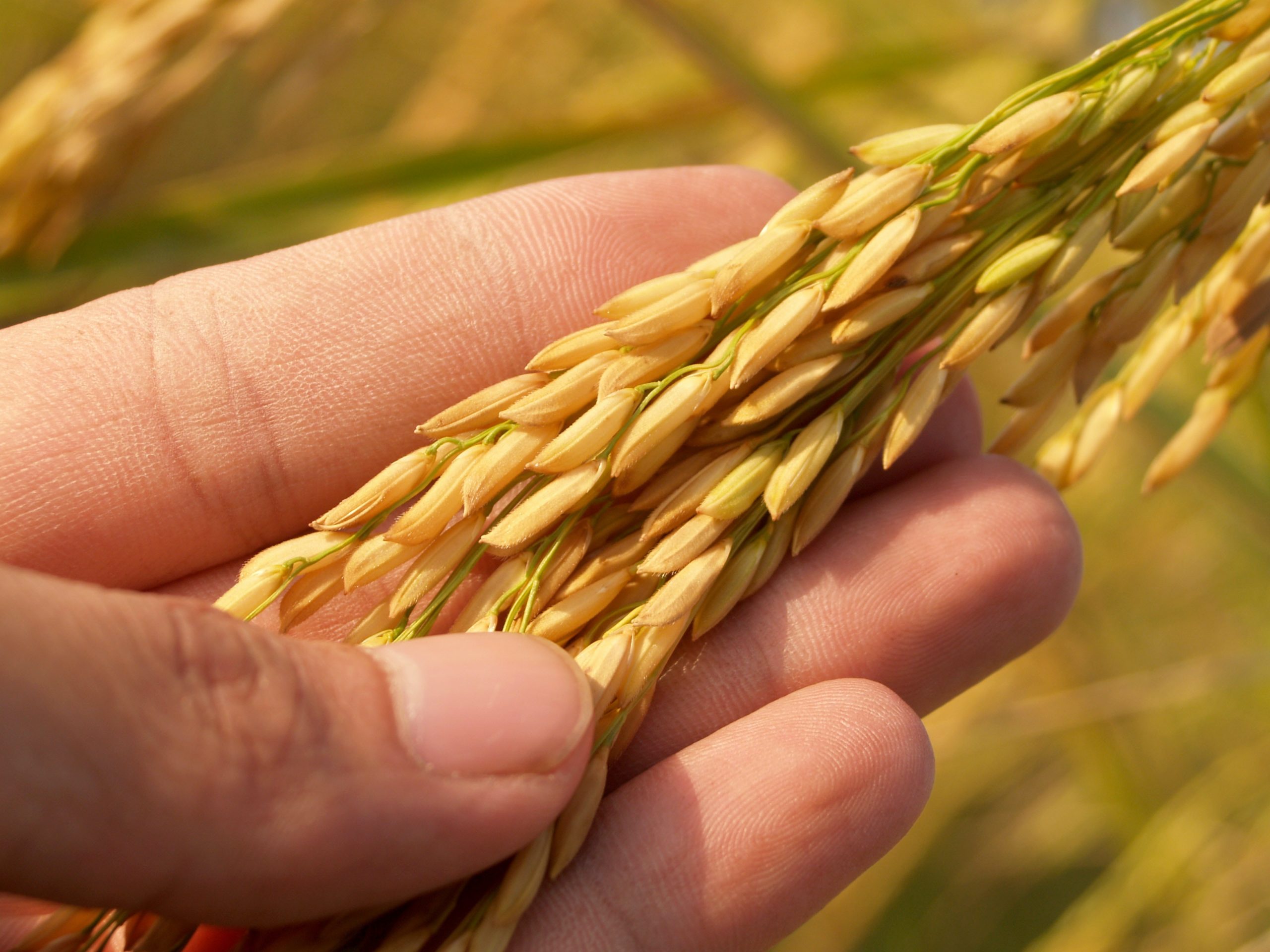 enfermedades del trigo