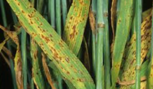 enfermedades del trigo - roya