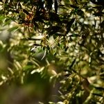Prácticas y tratamientos para el cuajado del olivo