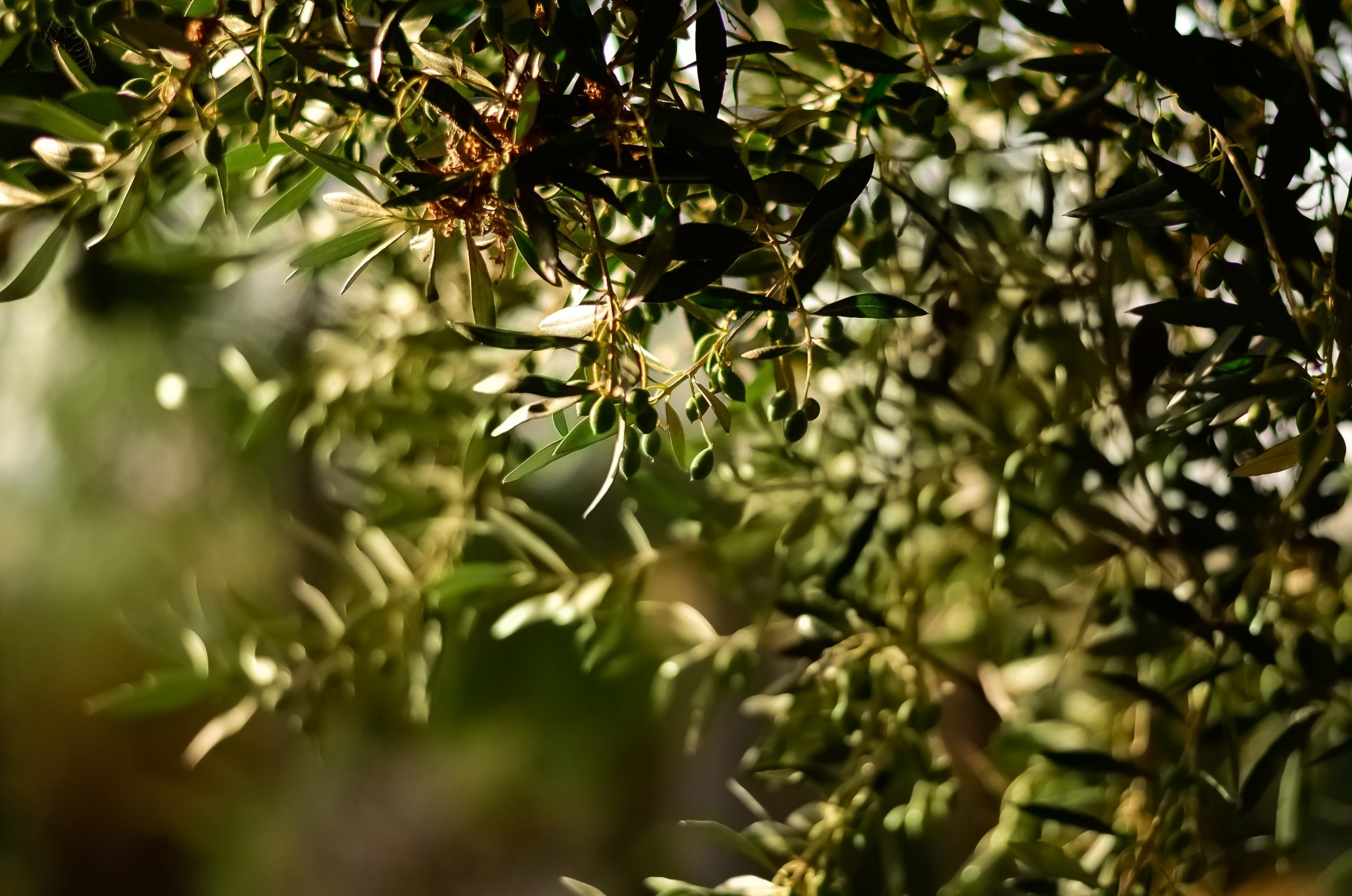 Prácticas y tratamientos para el cuajado del olivo