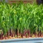 Qué son los cultivos hidropónicos: Guía de cultivo