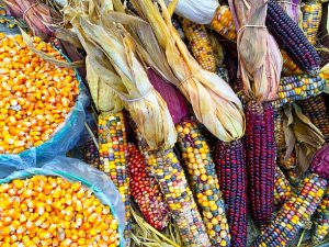 Variedades de maíz tradicionales
