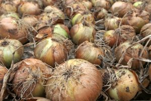 Potasio como fertilizante en el cultivo de cebolla