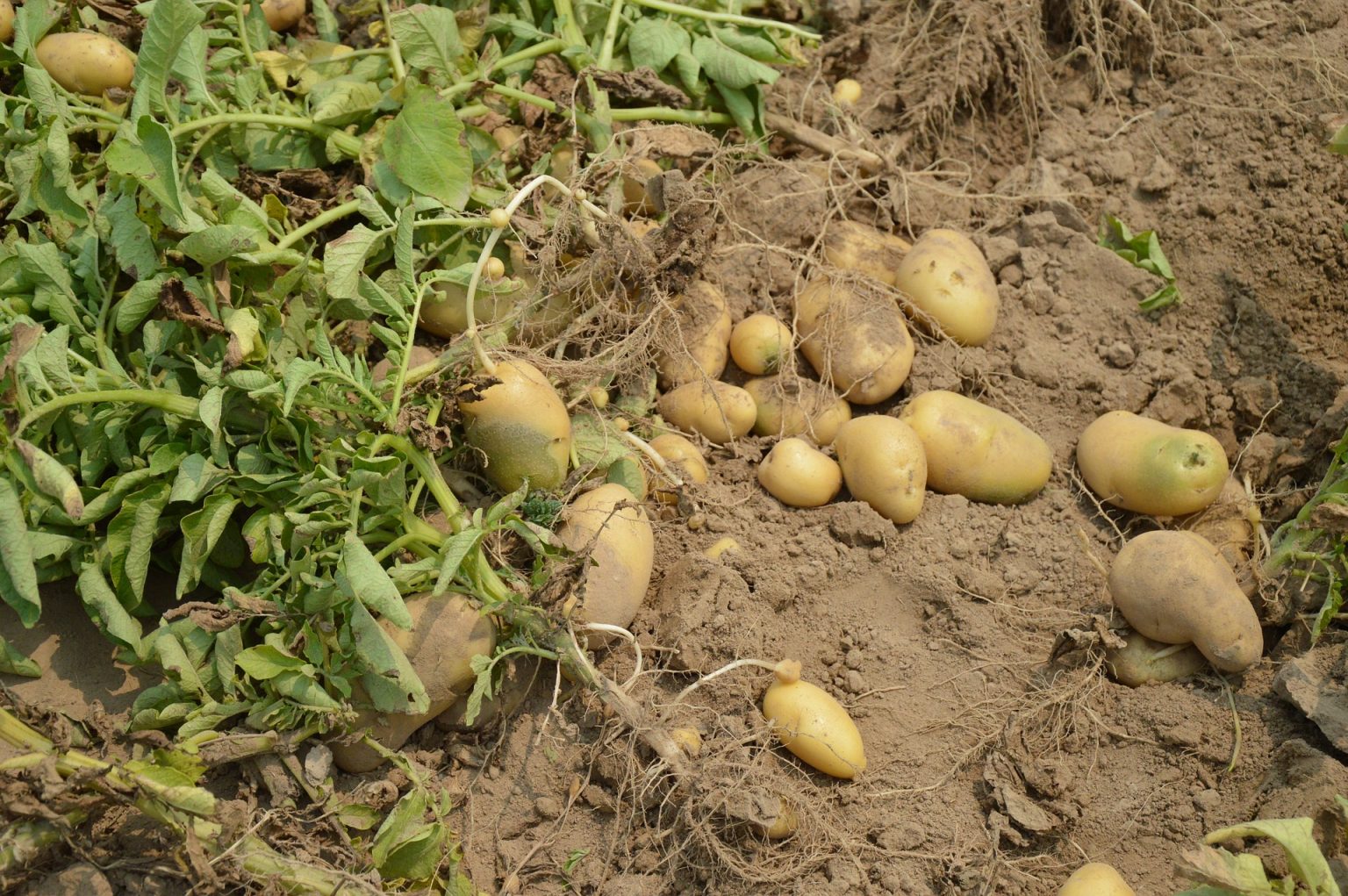 El Riego Por Aspersión En El Cultivo De La Patata Agroptima 6719