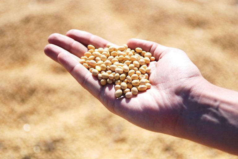 El cultivo de legumbres la opción sostenible en tus rotaciones Agroptima El cultivo de El cultivo de legumbres la opción sostenible en tus rotaciones Agroptima El cultivo de