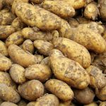 Prohibición del clorprofam como antigerminante de patatas