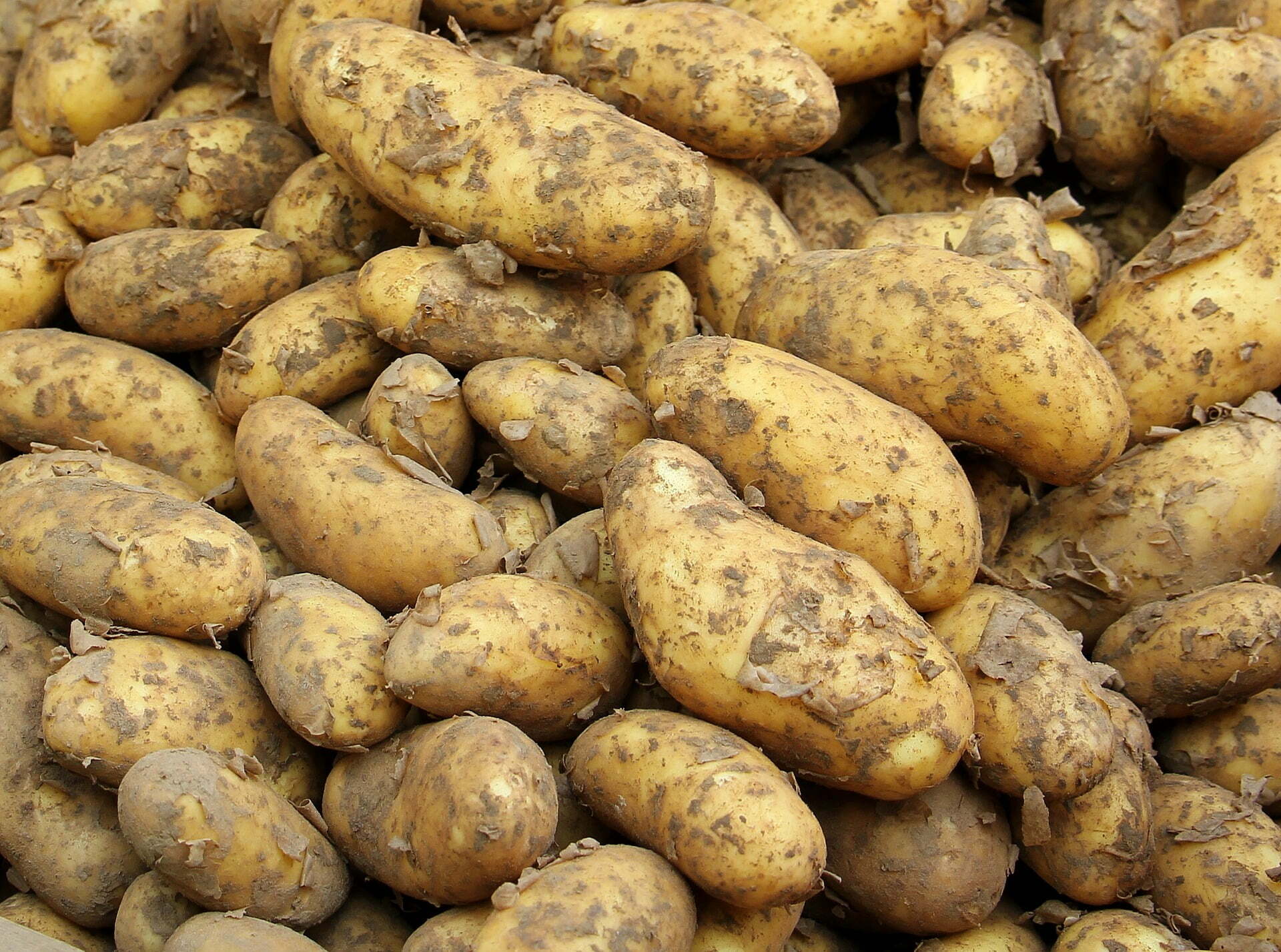 Prohibición del clorprofam como antigerminante de patatas