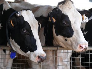 seguro agrario ganadero - vacas